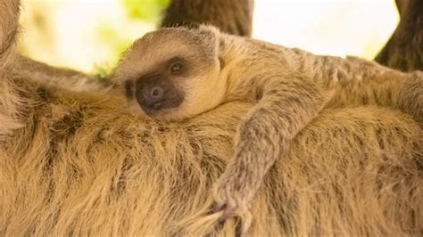 Adorable Baby Sloth Born In London Zoo Wsvn 7news Miami News
