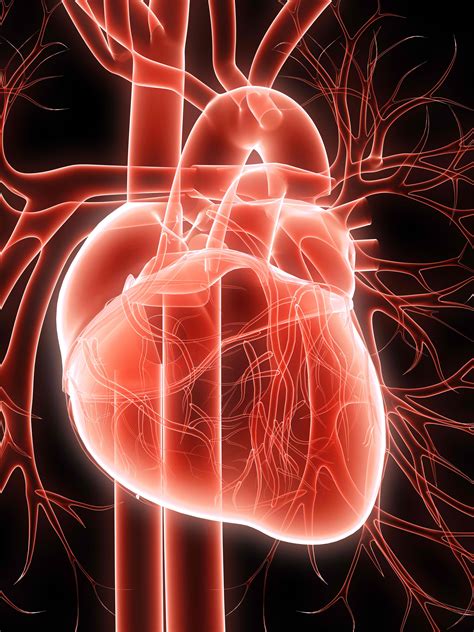 Heart Contractions Simplified Interactive Biology With Leslie Samuel