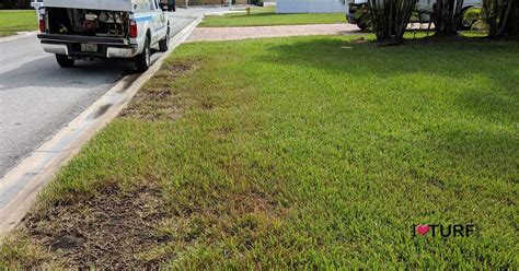 How To Identify Chinch Bugs And Chinch Bug Damage In St Augustine Grass