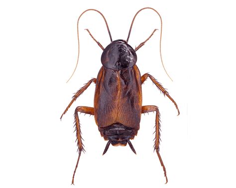 We can perform a range of different pest control treatments on your property to maintain a pest free home. Oriental Cockroaches - San Antonio & Austin Pest Control