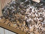 Pictures of Termite Swarm Season Florida