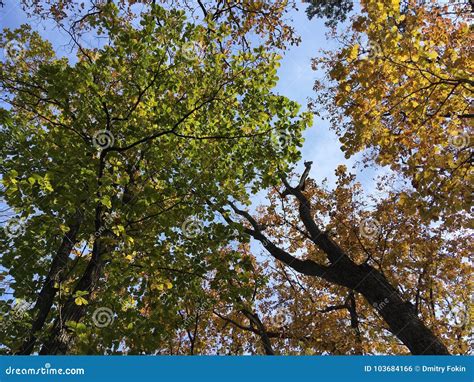 Forest Up View On Trees Nature In Early Autumn Stock Photo Image