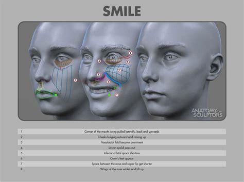 Artstation Smile Actions Anatomy For Sculptors Anatomy Tutorial