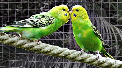 Budgerigars Singing And Chirping 1 Hour Budgie Sound Youtube