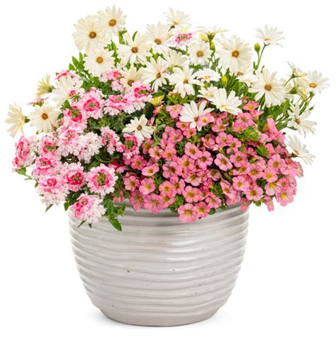 Molten Pearl Proven Winners Container Flowers Container Gardening