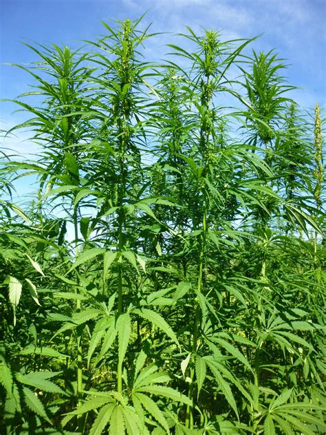 Check spelling or type a new query. Growing industrial hemp in eastern Canada: A new frontier