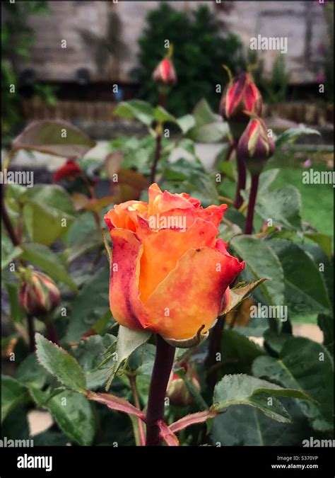 Fiery Orange And Yellow Rosebud With Smaller Forming Buds In Garden