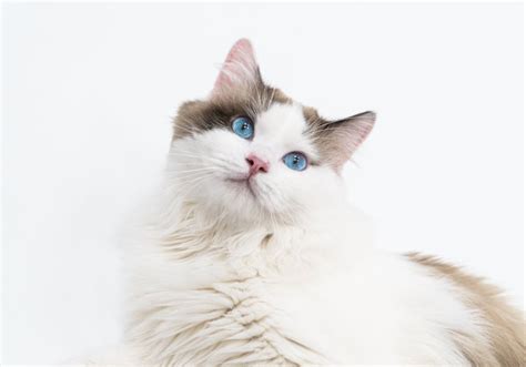 The Most Famous Cat Breeds