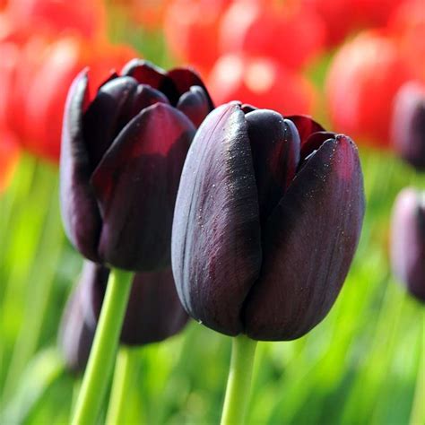 Zwarte Tulpen Kopen Qfbgardeningnl Qfb Gardening