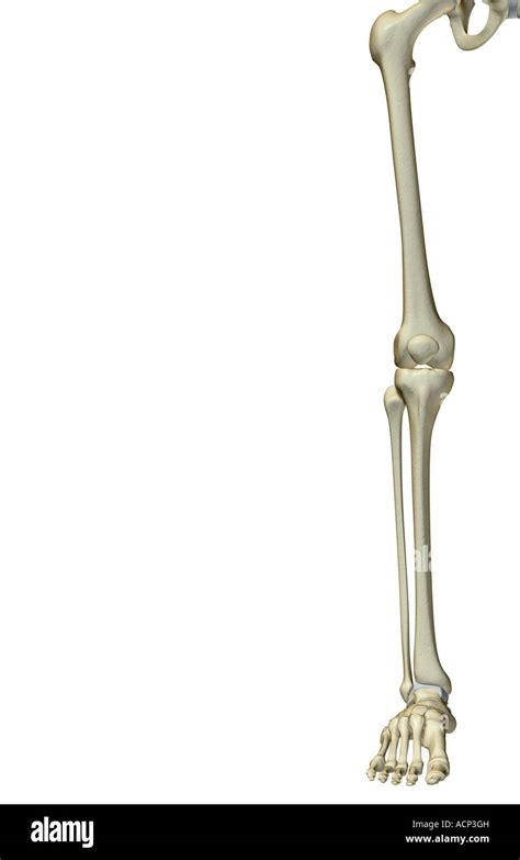 Los Huesos De La Extremidad Inferior Fotografía De Stock Alamy