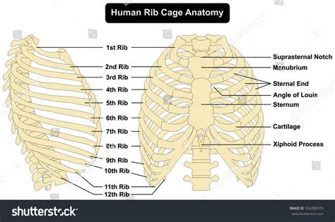 Rib Cage Anatomy Human Body Rib Cage Anatomy Anterior Stock