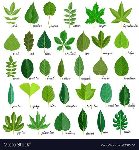 Different Types Of Leaves And Their Names On A White Background Stock