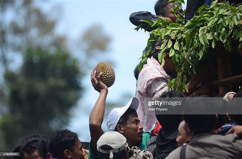 Participants Catch Free Durian Fruit In A Festival Called Kenduren