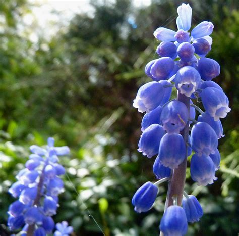 Muscari Bells The Rich Blue Bell Shaped Flowers Of The Gra Flickr