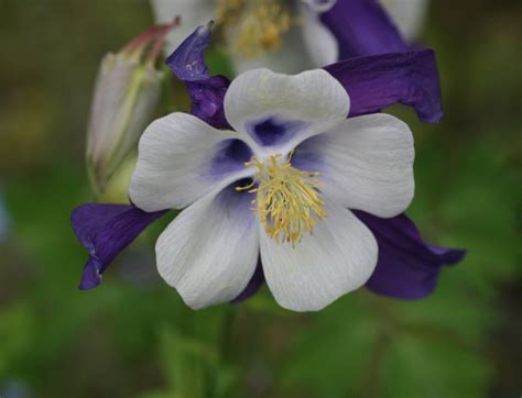 The photos for these lights all suggest that you're getting 3 different colors of flowers, but it's actually 2 pink and 1 white. Close up image of columbine flowers in dark purple and ...