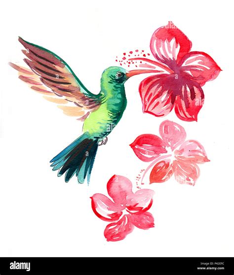 Volando el colibrí y flores de hibisco. Ilustración acuarela Fotografía