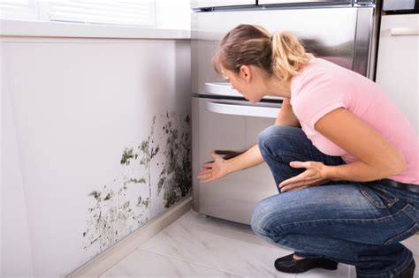 How To Get Rid Of Mold In Your Home The Complete Guide