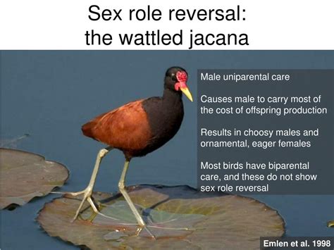 Ppt The Evolution Of Reproductive Behaviour Chapter 10 Alcock Animal