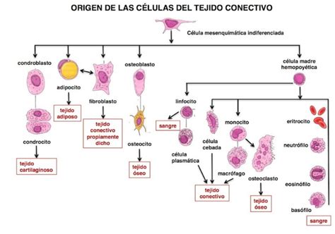 Tejidos Animales Web Itif Centrobiologia Microbiology Study