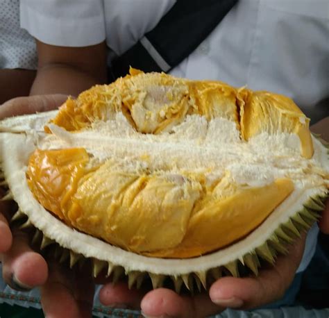 Otak Udang Durian Mahal Yang Di Hargai Murah Kalteng Today