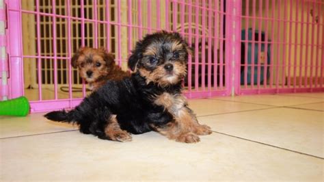 Gold Black And White Morkie Puppies For Sale In Georgia At Puppies