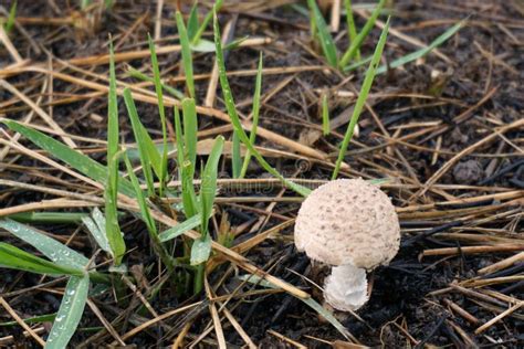 Wild Button Mushroom Stock Photo Image Of Fungus Health 74787006