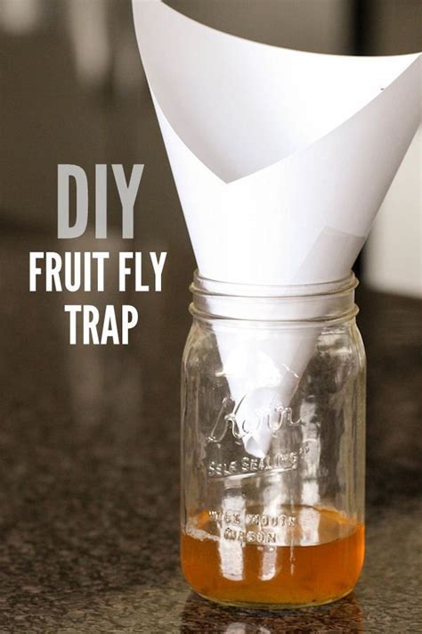 Diy Fruit Fly Trap Takes 2 Minutes To Make And Works Awesome