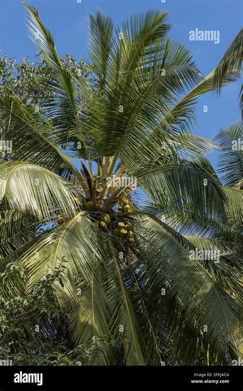 Coconuts On The Coconut Tree Hi Res Stock Photography And Images Alamy