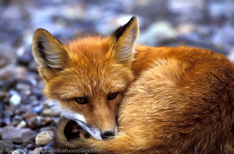 Red Fox Denali National Park Alaska Ron Niebrugge Photography