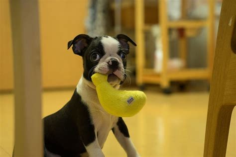Mashed banana baby food formulas are the perfect thing to try out. Love Banana | Cute funny dogs, Funny dogs, Boston terrier
