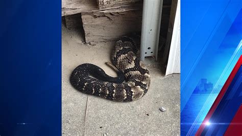 Indiana Man Finds Timber Rattlesnakes In His Garage Eyewitness News