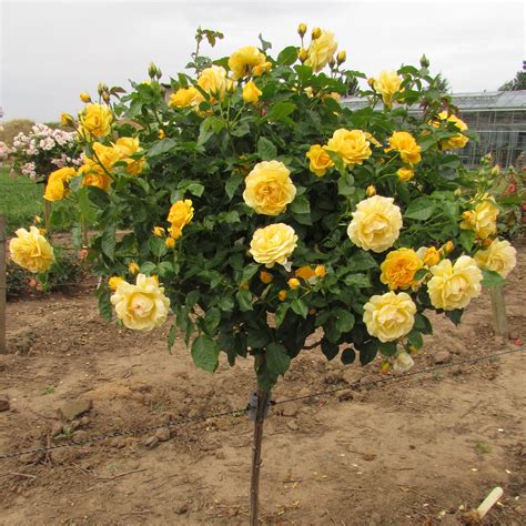 Enjoy 365 Day Returns Standard Rose Remembrance 90 Cm In A 10 L Pot A