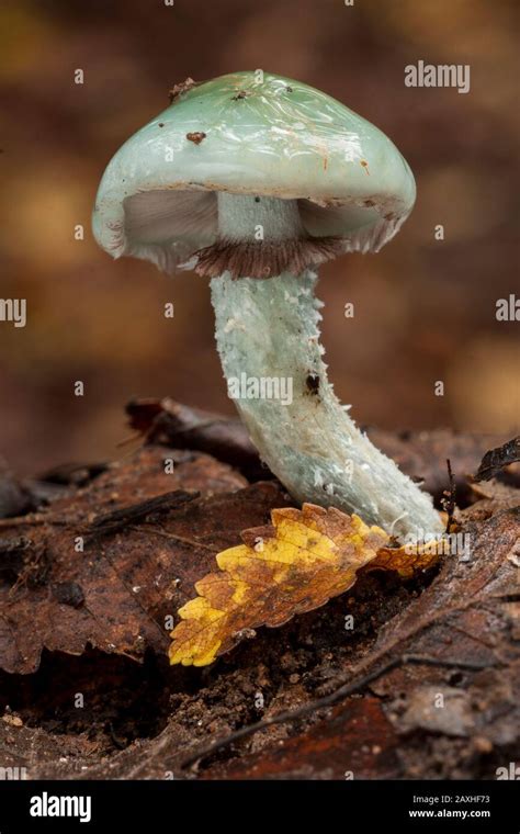 Stropharia Aeruginosa Closeup Of A Verdigris Agaric Mushroom Growing