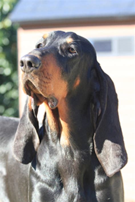 Black And Tan Coonhound Breeds A To Z The Kennel Club