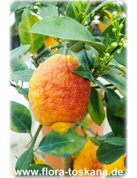 Citrus Limon Rosso Red Lemon Flora Toskana