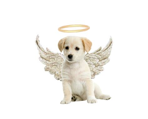 Angel Puppy Dog Angel Puppies Old Dogs