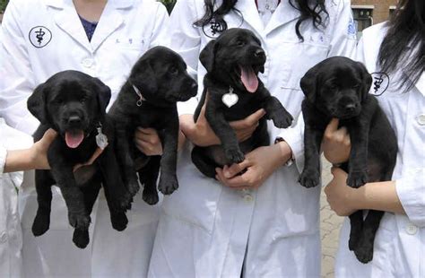 Labrador Retriever Is Americas Most Popular Dog For 25th Straight Year