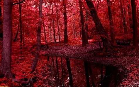 Red Wallpaper Dark Forest Hd All Hd Wallpapers