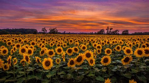 Download Wallpaper 1920x1080 Sunflowers Field Sunset Sky Clouds