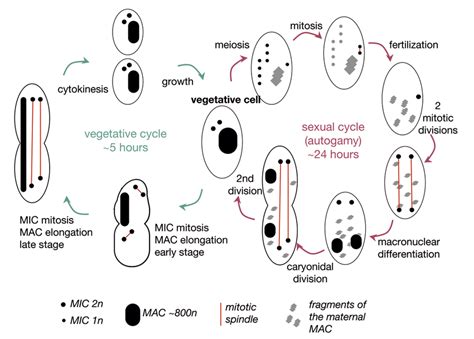 Vegetative And Sexual Phases Of The Paramecium Life Cycle The My XXX