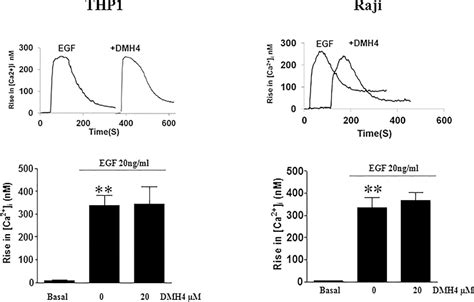 Measurement Of Intracellular Calcium After Egf Treatment In The