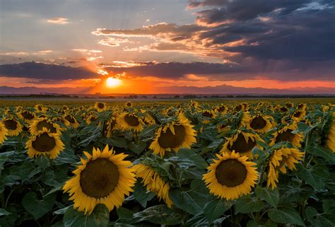 We did not find results for: Lovely Summer Sunset in the Sunflower Field | A picture I ...