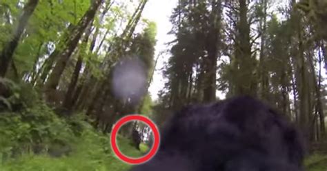 ‘bigfoot Like Creature In The Woods Caught On Camera By Lone Dog With