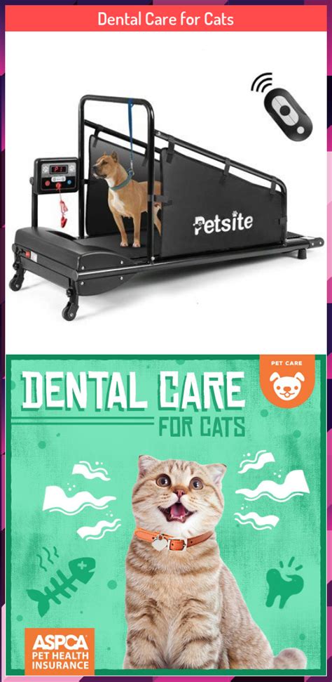 Dog & cat health insurance that covers annual exams, dental, and hereditary issues. Dental Care for Cats in 2020 | Dental care, Dental, Pet ...