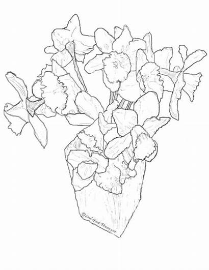 Daffodil Coloring Flowers Paper Pages Colouring Daffodils