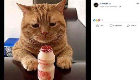 Maybe you would like to learn more about one of these? Gambar Kucing Sedih Dan Galau - kata kata story wa