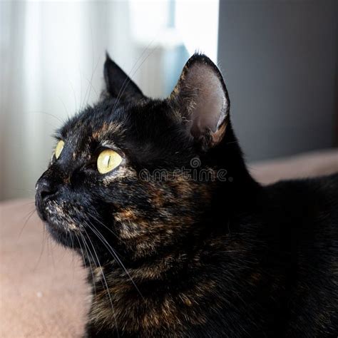 Portrait Of A Beautiful Tortoiseshell Cat With Yellow Eyes Stock Image