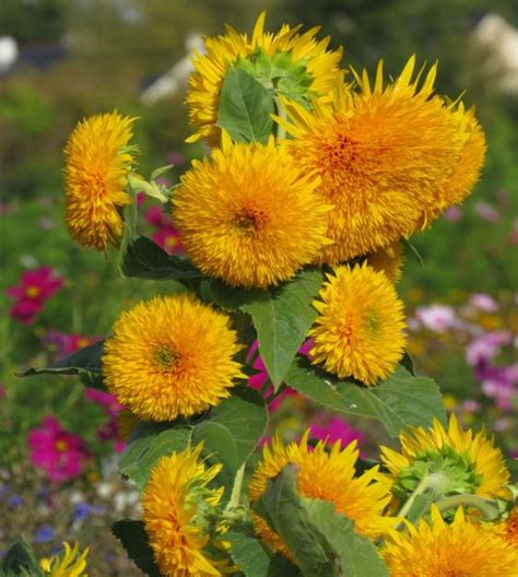 Dwarf Double Sungold Sunflower John Scheepers Kitchen Garden Seeds