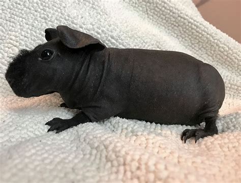 8 Adorable Hairless Guinea Pigs That Look Just Like Tiny Hippos