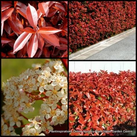 Photinia Robusta X 1 Plants Red Foliage Hedge Screening Plants Fast